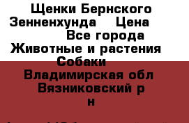 Щенки Бернского Зенненхунда  › Цена ­ 40 000 - Все города Животные и растения » Собаки   . Владимирская обл.,Вязниковский р-н